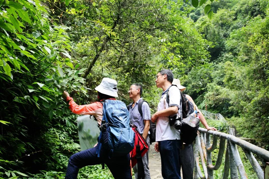 中国科学院华南植物园研究员邓云飞一行老道湾采集珍贵植物样本