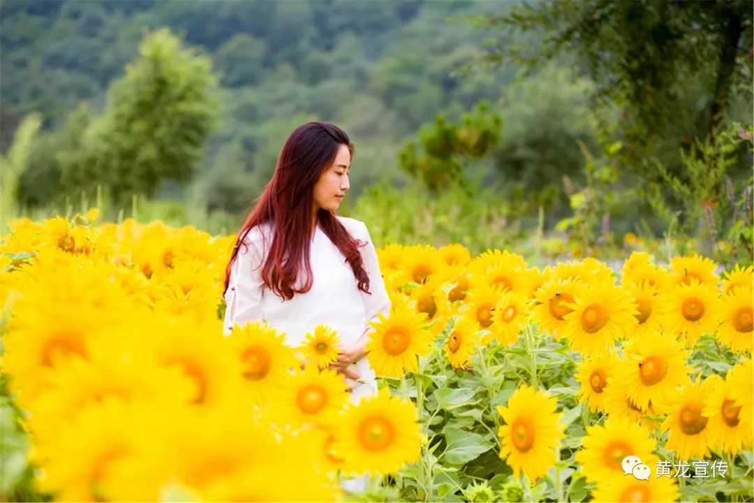 四季如春歌如海你帶著一片祥雲走來巨美的歌詞請跟隨音樂欣賞《黃龍