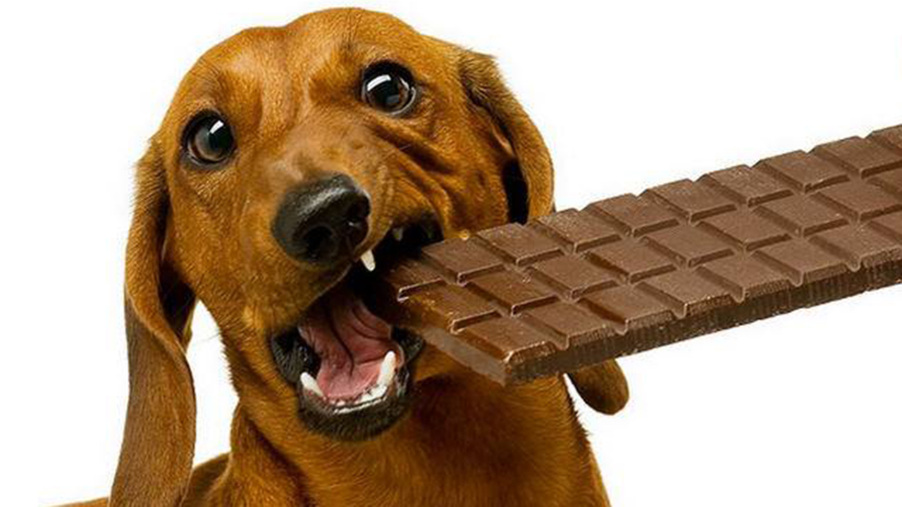 狗狗吃了一块巧克力,接下来会发生什么事?答案出乎意料