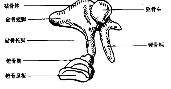 听小骨——锤骨,砧骨,镫骨以关节相连,构成听骨链,传递声波振动