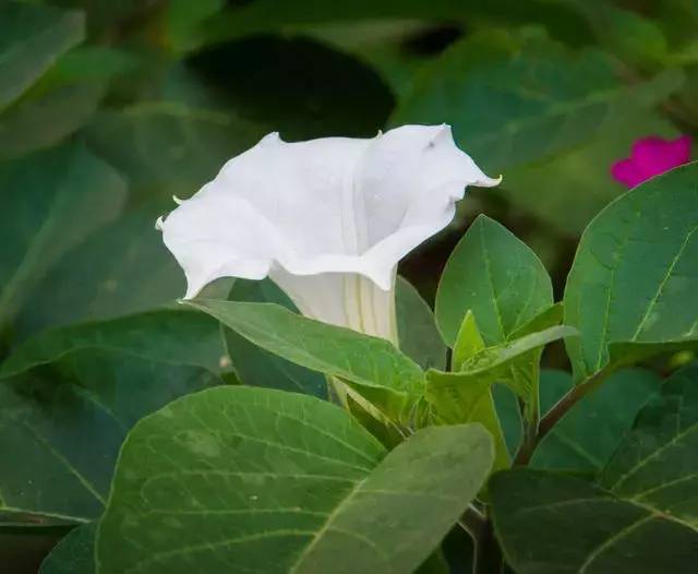 每日一花月光花