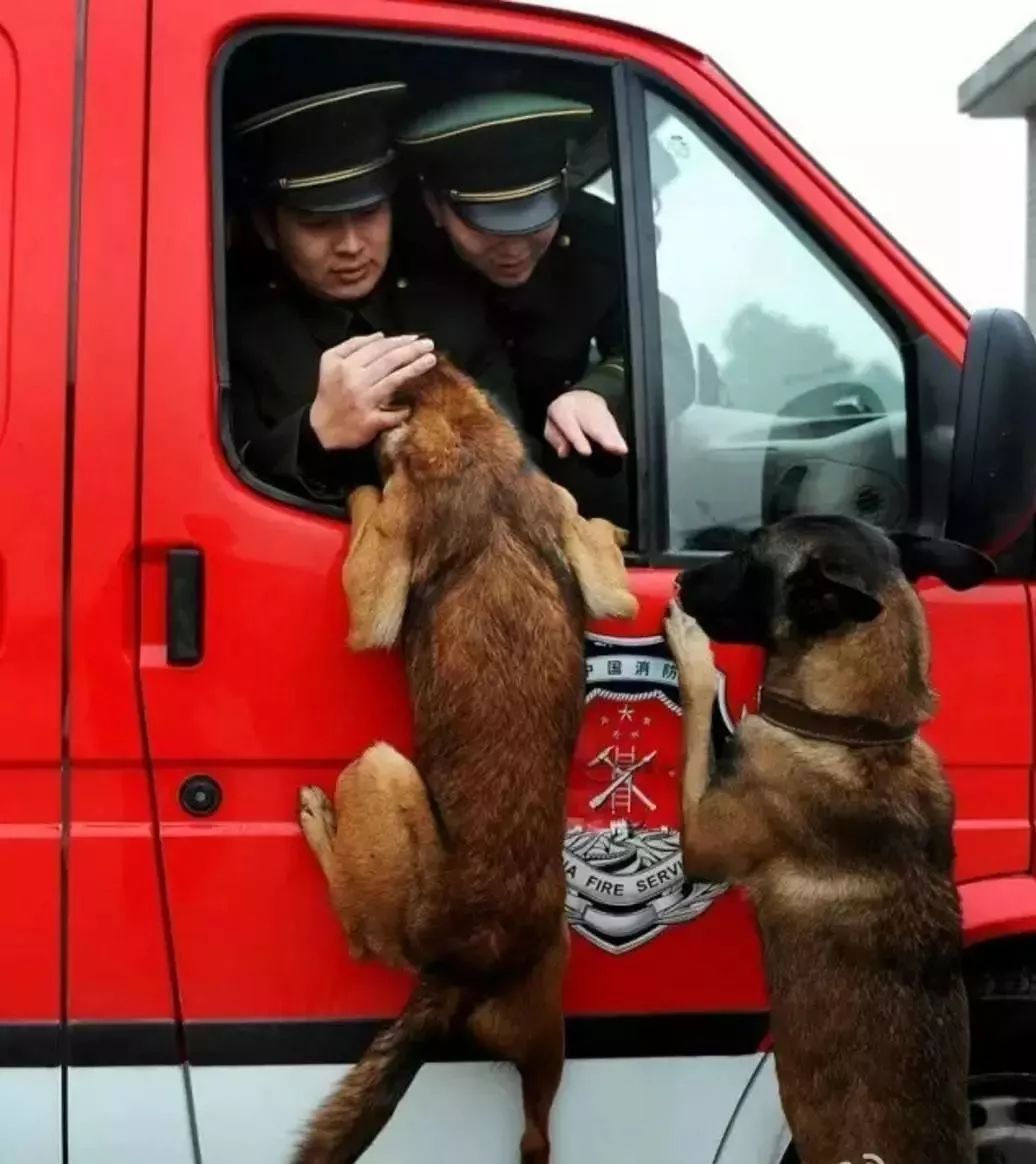 圖片來源:中國軍視網 武警安徽消防總隊老兵退伍,軍犬