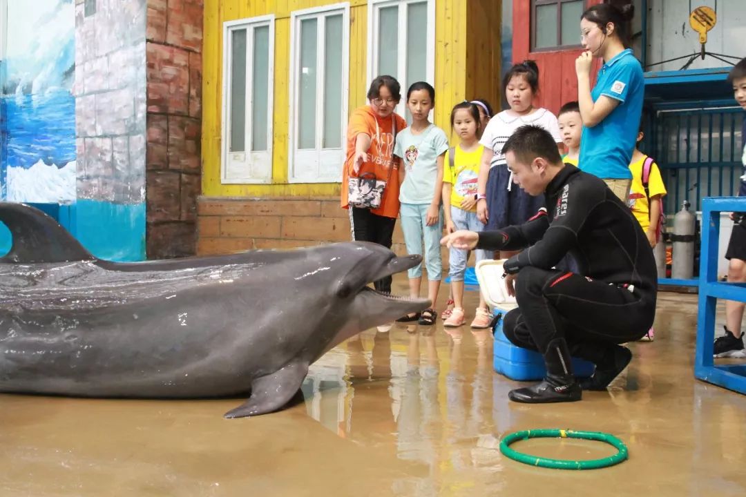 要成為帥氣的海豚馴養師vs專業海洋科普小講師真的不能兩個都選嗎