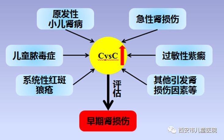 胱抑素ccysc升高的儿童们需注意啦