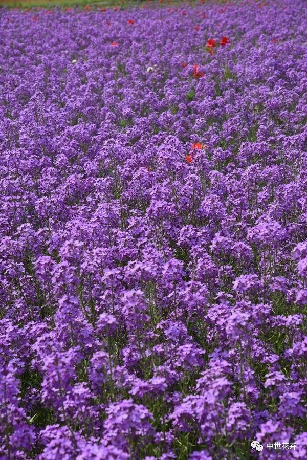 魏善庄紫色油菜花图片