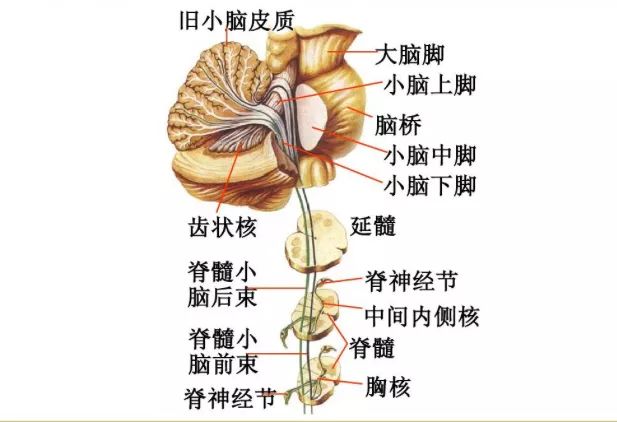 和颈部后根的传入纤维,发出纤维直入同侧的小脑下脚到小脑(楔小脑束)