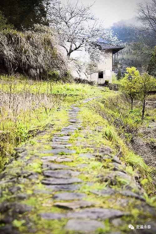 溫庭筠《商山早行》蔓草侵山徑