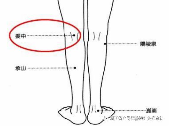 位置:在腘窝横纹中点,当股二头肌腱与半腱肌肌腱中间.