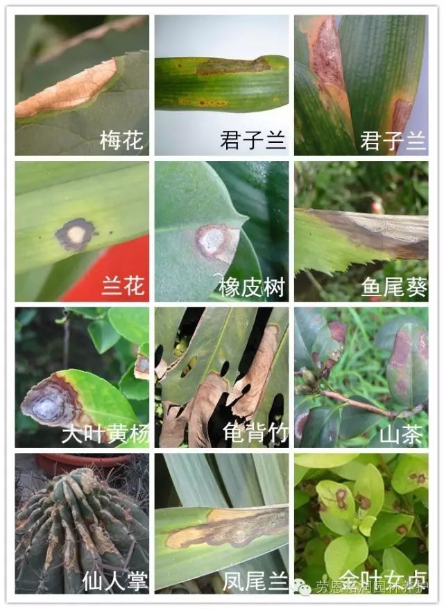 花卉植物炭疽病防治策略