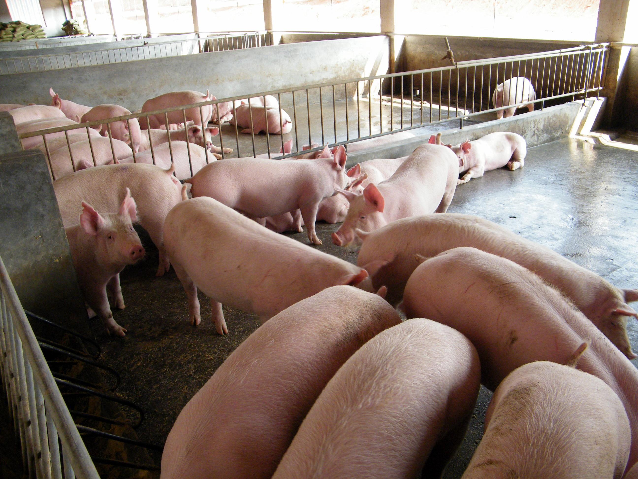能繁母猪存栏量微微下降,加之受仔猪成活率及生猪出栏体重下降的影响