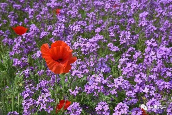 中世花卉2018秋播精選紫色油菜花藍香芥