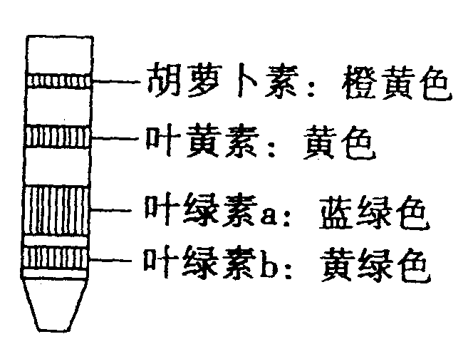 1,原理:(1)提取原理:叶绿体中的色素能溶解于有机溶剂(如丙酮,酒精(无