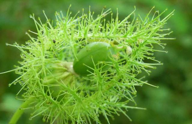 龙芽草果实图片图片