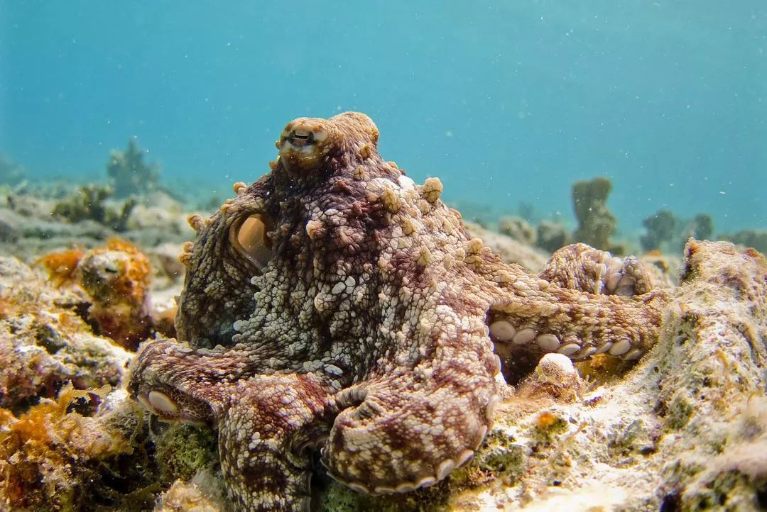 拟态章鱼通常生活在15米以内的浅水沙地,通常在河口水域