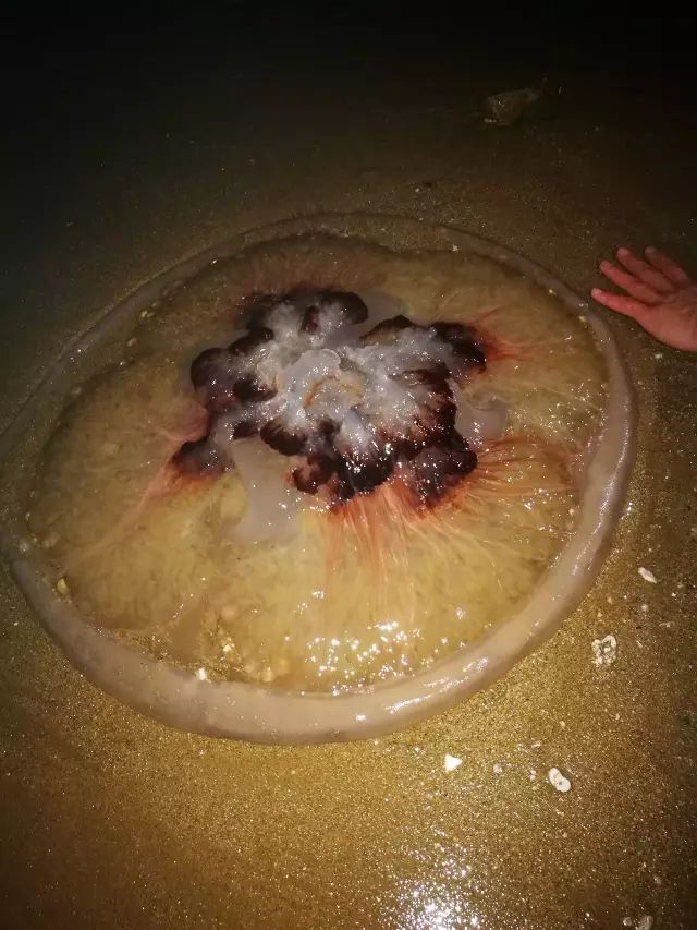 吸血水母冥王图片