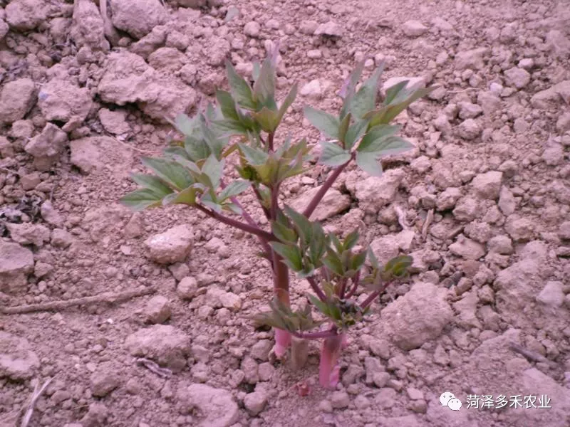 觀賞牡丹牡丹花種植如何種植