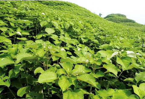 它號稱中國草是我國獨有國寶清熱利尿消炎解毒能安胎