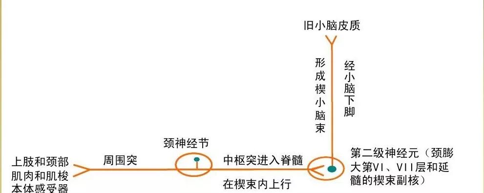 躯干和四肢非意识性本体感觉传导通路