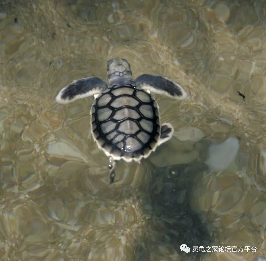 平背海龟 平背龟 澳大利亚特有的海龟