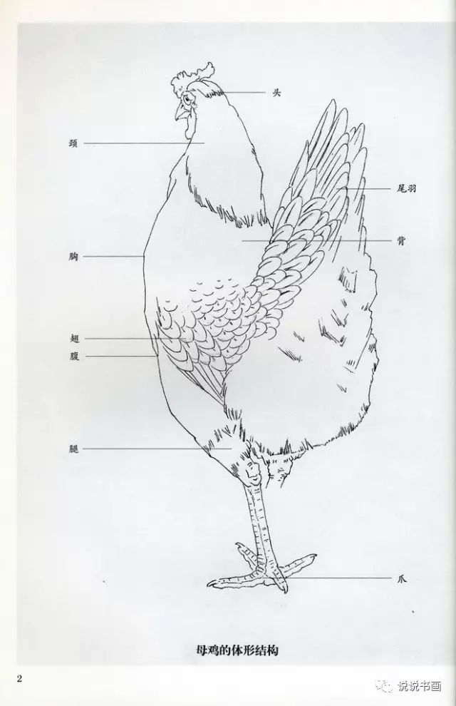 如何画大公鸡的步骤图片