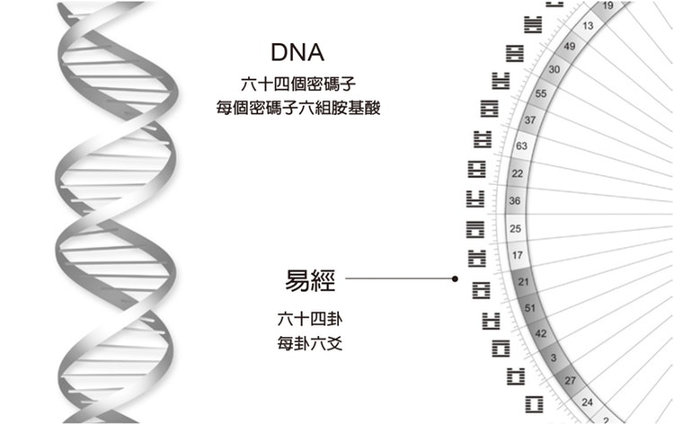 我們的遺傳密碼中有六十四個密碼子,如同易經裡有六十四卦.