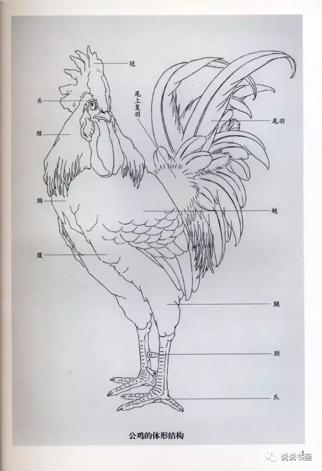 国画入门公鸡的绘画步骤