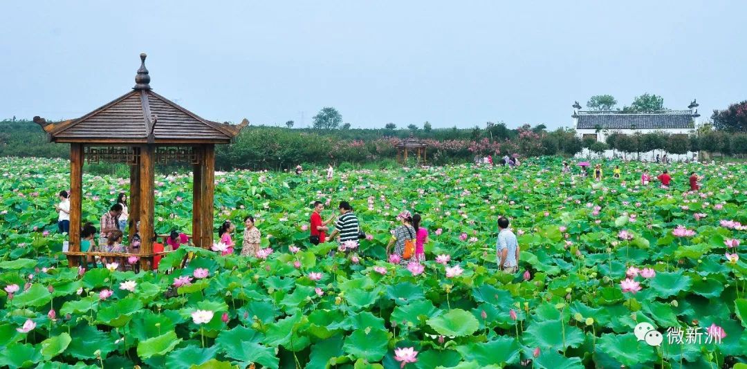 新洲仓埠紫薇花园介绍图片