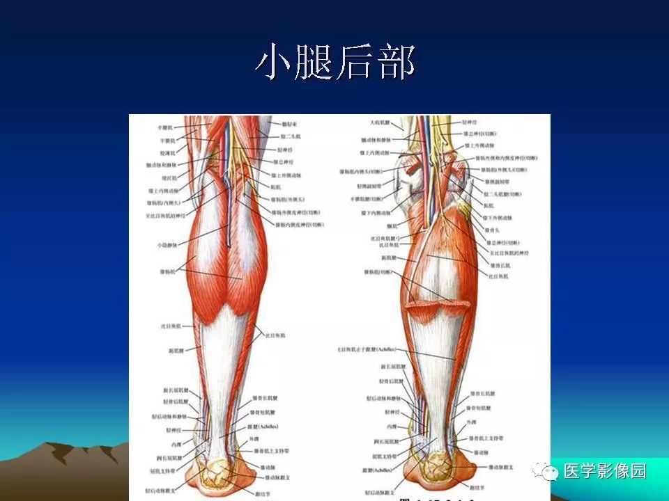 膎动脉位置图片图片