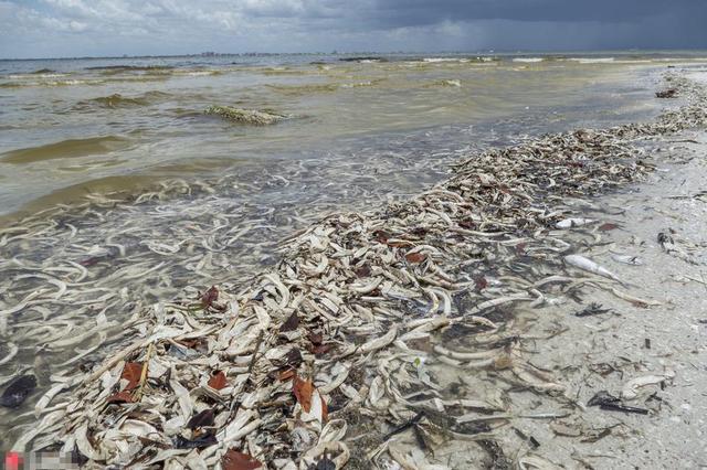 触目惊心!美国海岸赤潮肆虐 巨型鱼类死亡