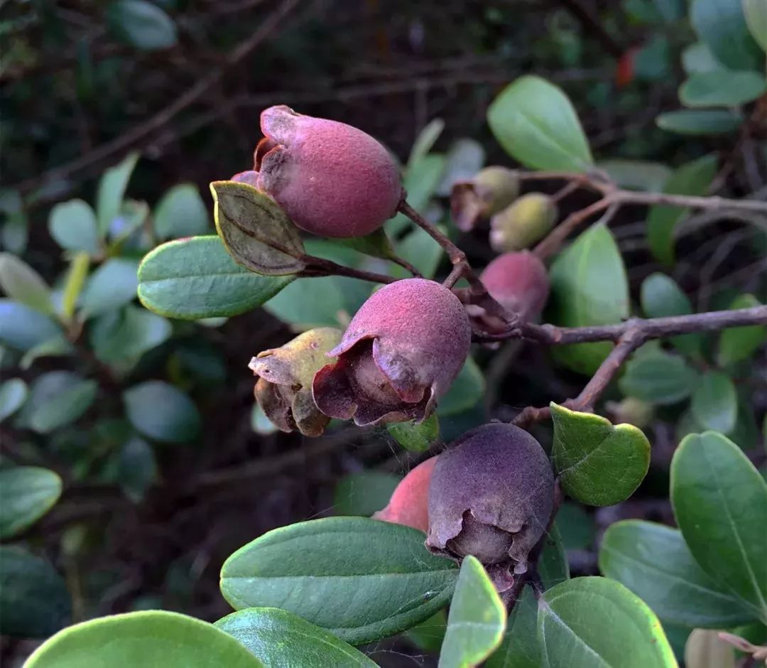 英文名myrtle,桃金娘科,是一種生長在山裡的野果,開花結果.