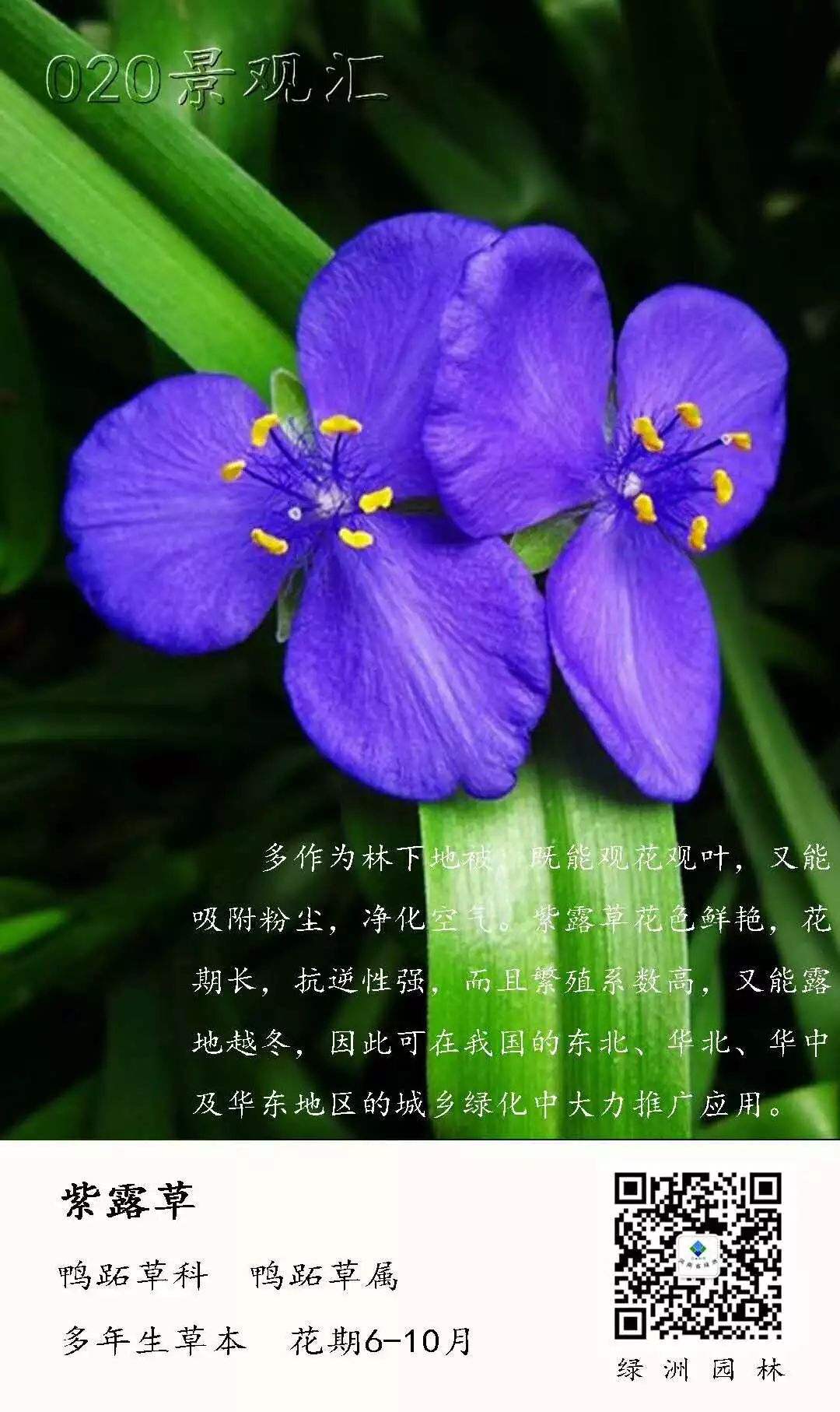 每日一花ll紫露草