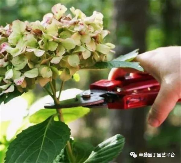 绣球花的修剪方法图解(绣球花春天的修剪方法图解)