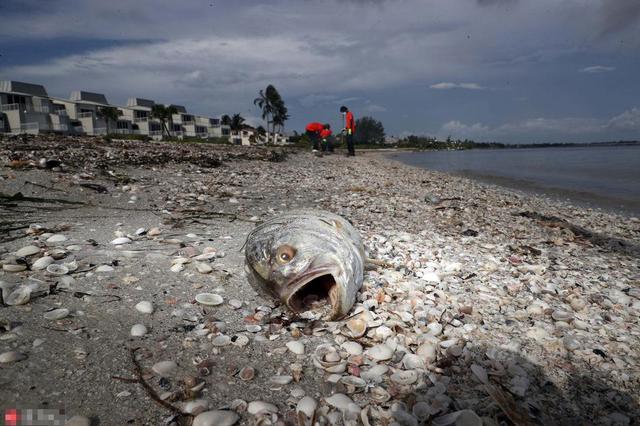 触目惊心!美国海岸赤潮肆虐 巨型鱼类死亡