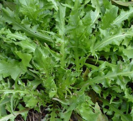 現在隨著人們對食品安全的認知與自身健康問題的重視,野菜這一營養