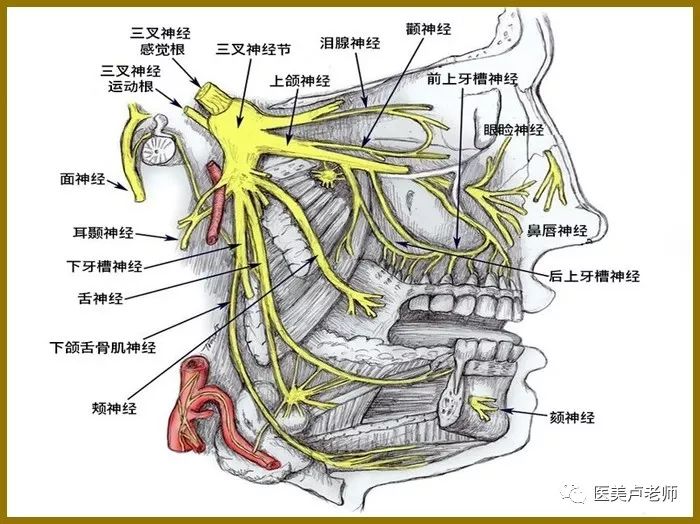 眼眶下神经瞳孔线以上的眶上缘区域涉及到眶上神经和滑车上神经