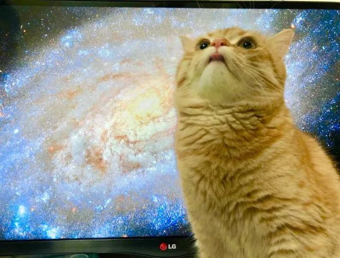 宇宙猫表情包原图图片