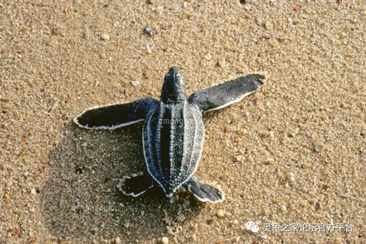 棱皮龟幼崽图片