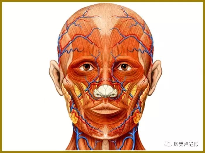 颜面微整形要注意的神经支