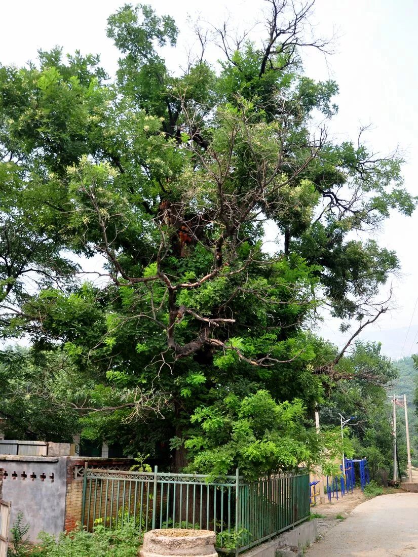 行唐县古迹探秘两岭口村唐代古槐寺上村古寺阿牟院考释