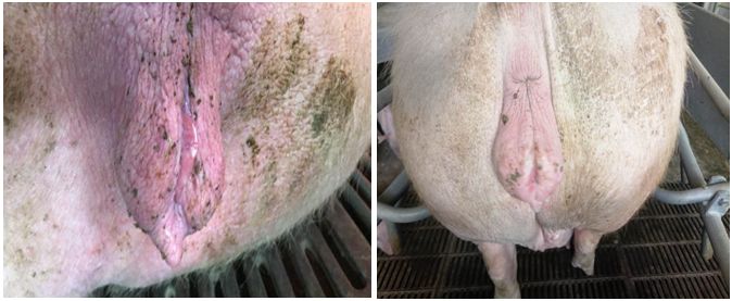母猪外阴红肿,水肿,无收缩皱纹的需特别注意,如下图分别将三种情况作