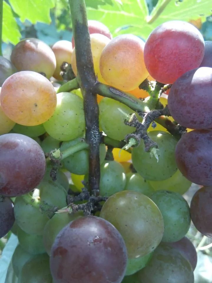 详解葡萄12种常见病害的发生规律