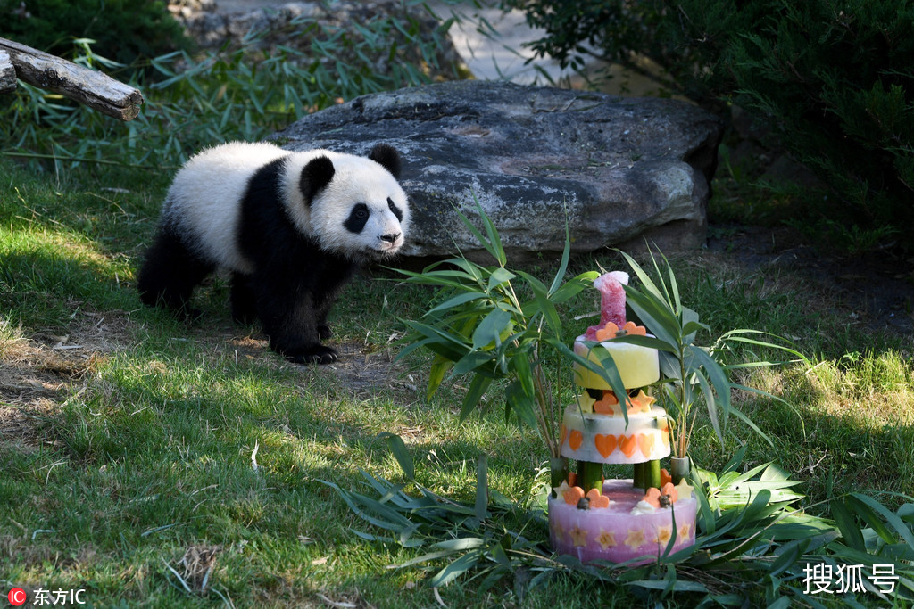 法国出生首只大熊猫圆梦迎来周岁生日