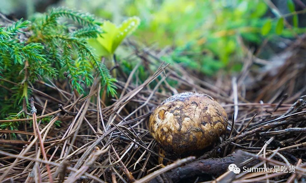 松针菇生长环境图片