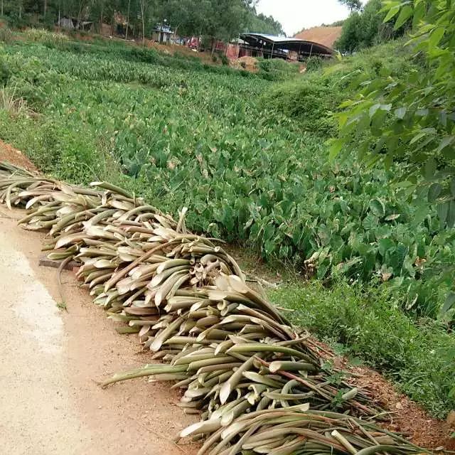 舌尖上的博白沙陂男子把芋苗做成特色小菜