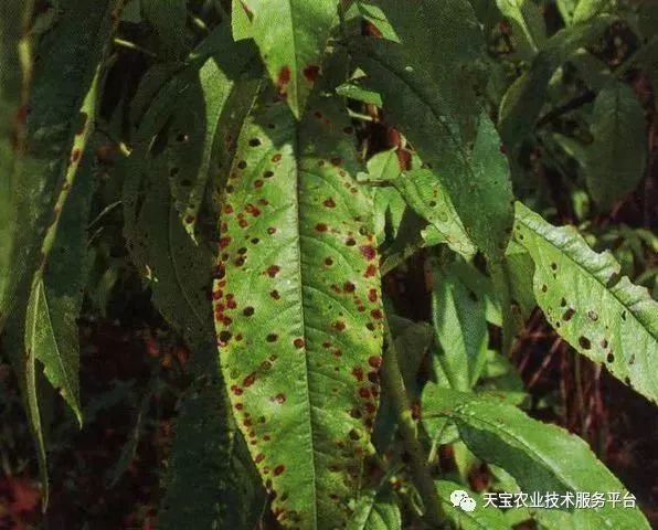 合川樱桃感染病毒图片