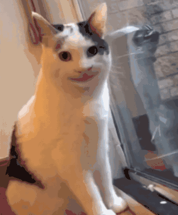 微笑猫ollie表情包图片