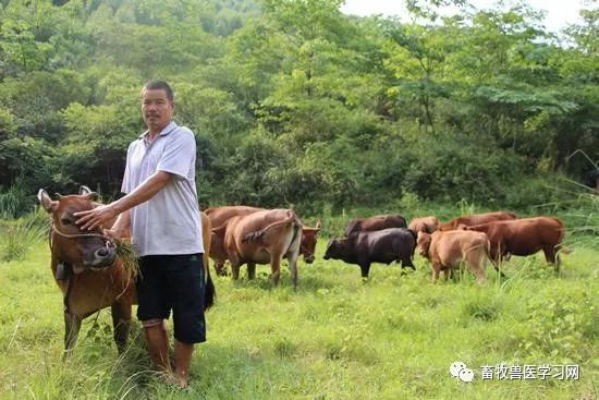 养牛利润高为什么农民都不养牛了可算是涨知识了