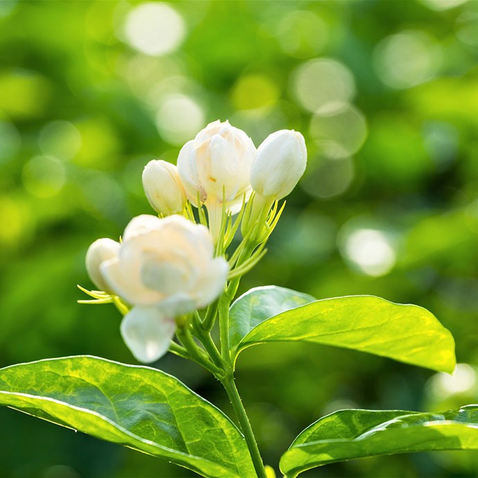 夏日物候又香又白茉莉花几禾花舍