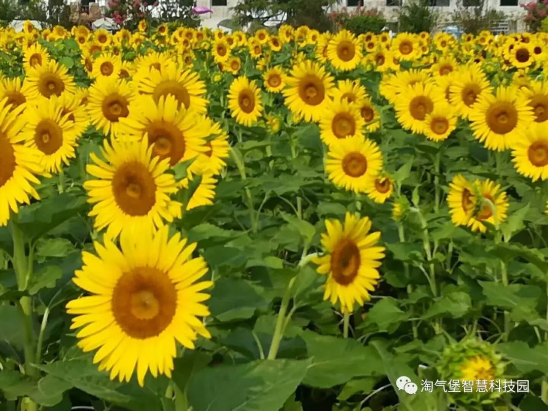 淘氣堡的葵花開正美還有好玩的水上樂園等你來嗨