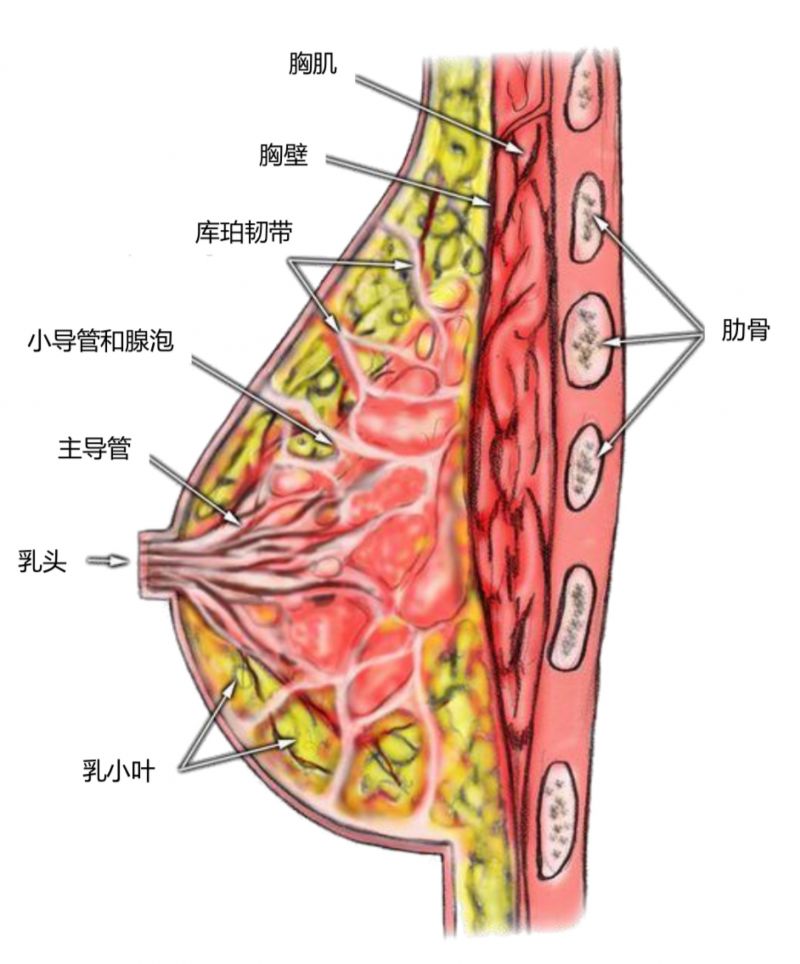 乳腺小叶解剖图图片